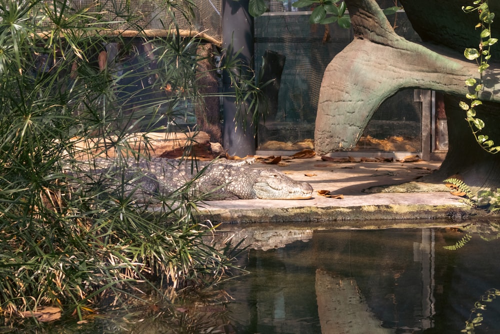 a crocodile in a zoo exhibit