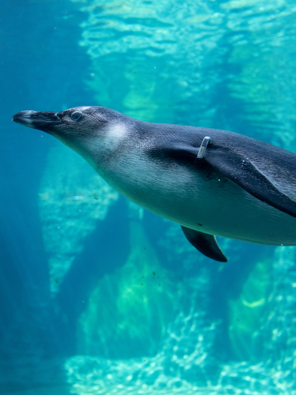 a dolphin swimming in water