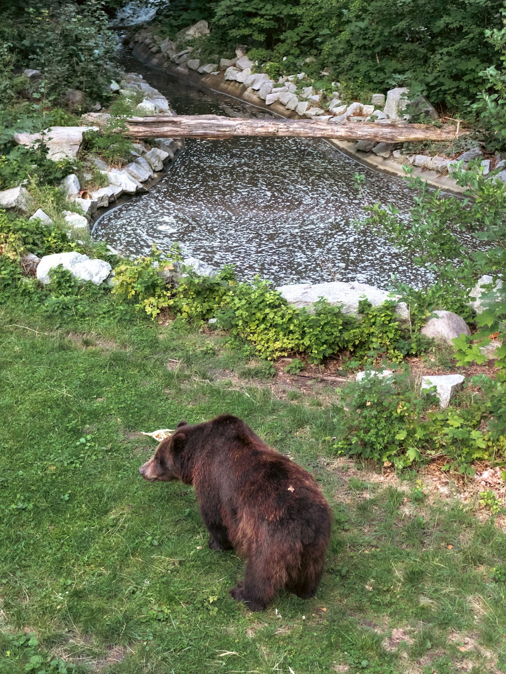 a bear in a meadow