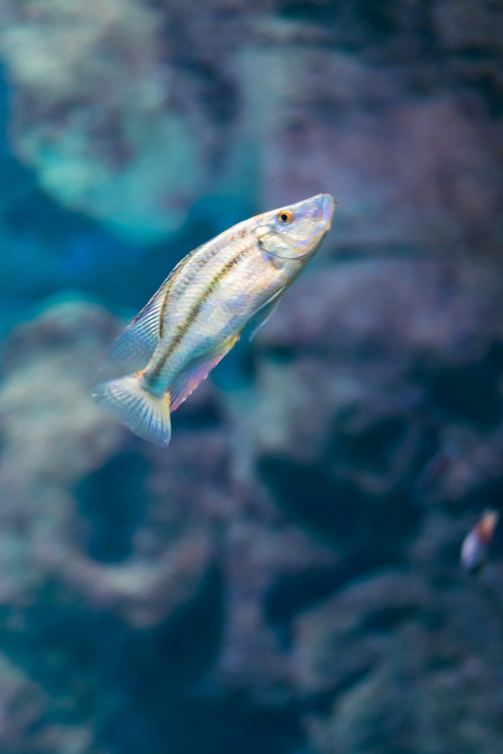 a fish swimming in water