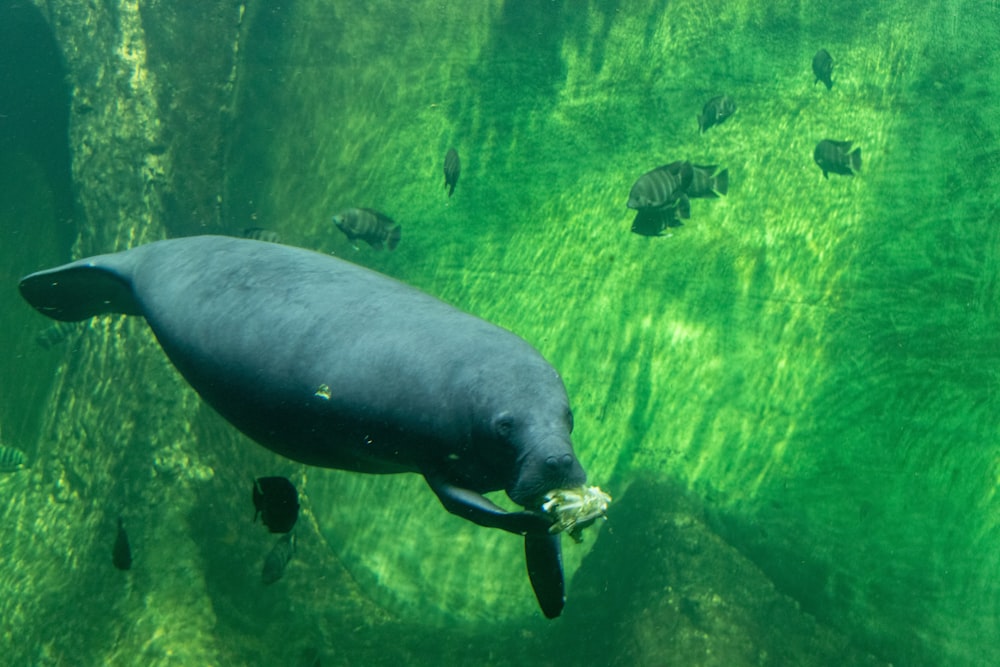 Un requin nageant dans l’eau