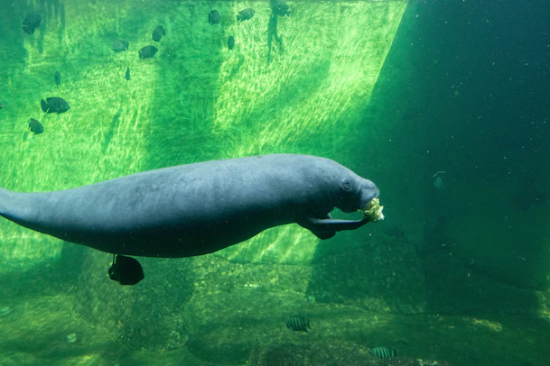 a manatee swimming underwater eating lettuce