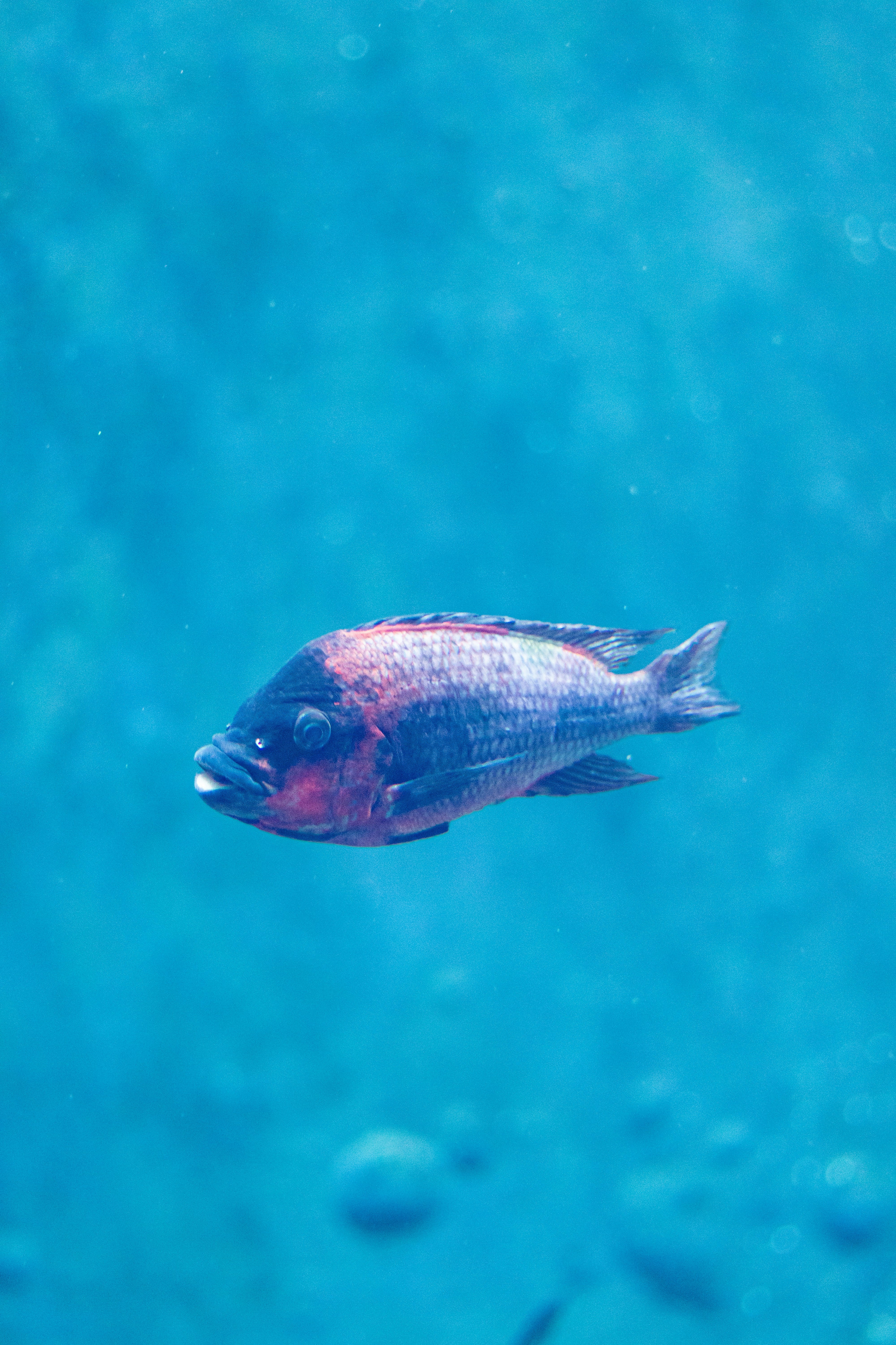 Fish in aquarium in the zoo