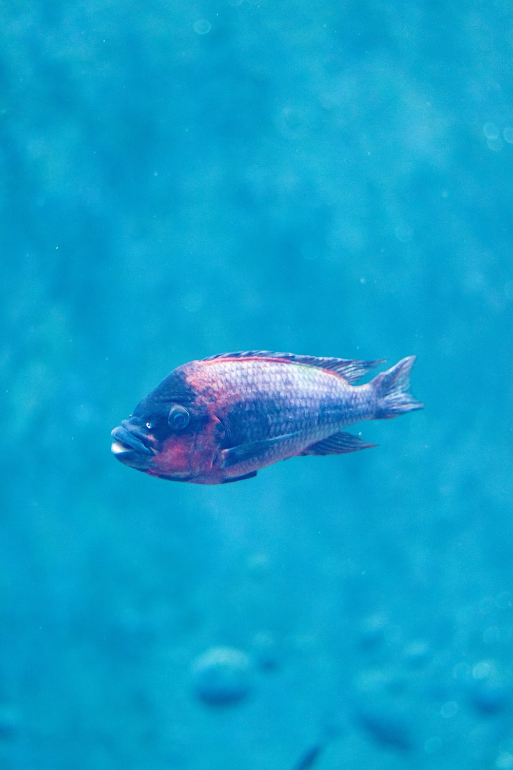 Un pez nadando en el agua