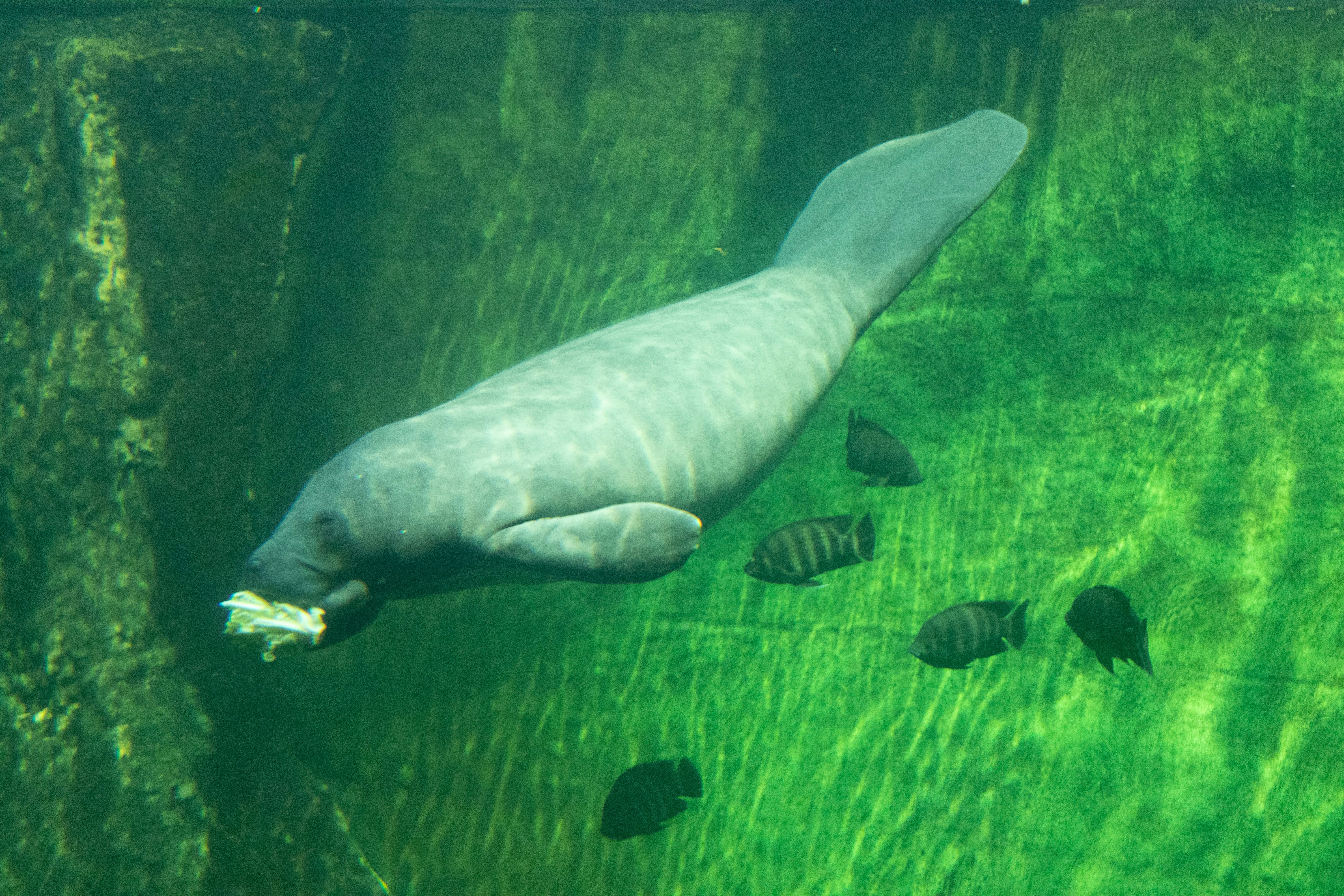 Manatee, sea cow in the zoo aquarium
