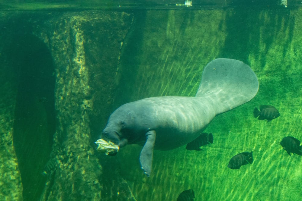 a sea turtle swimming in the water