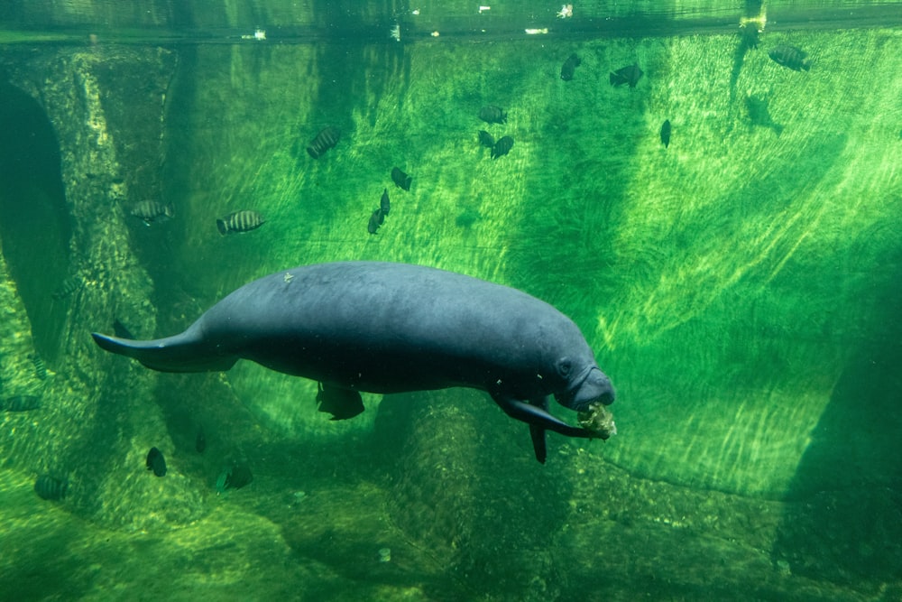 Un animale marino che nuota nell'acqua