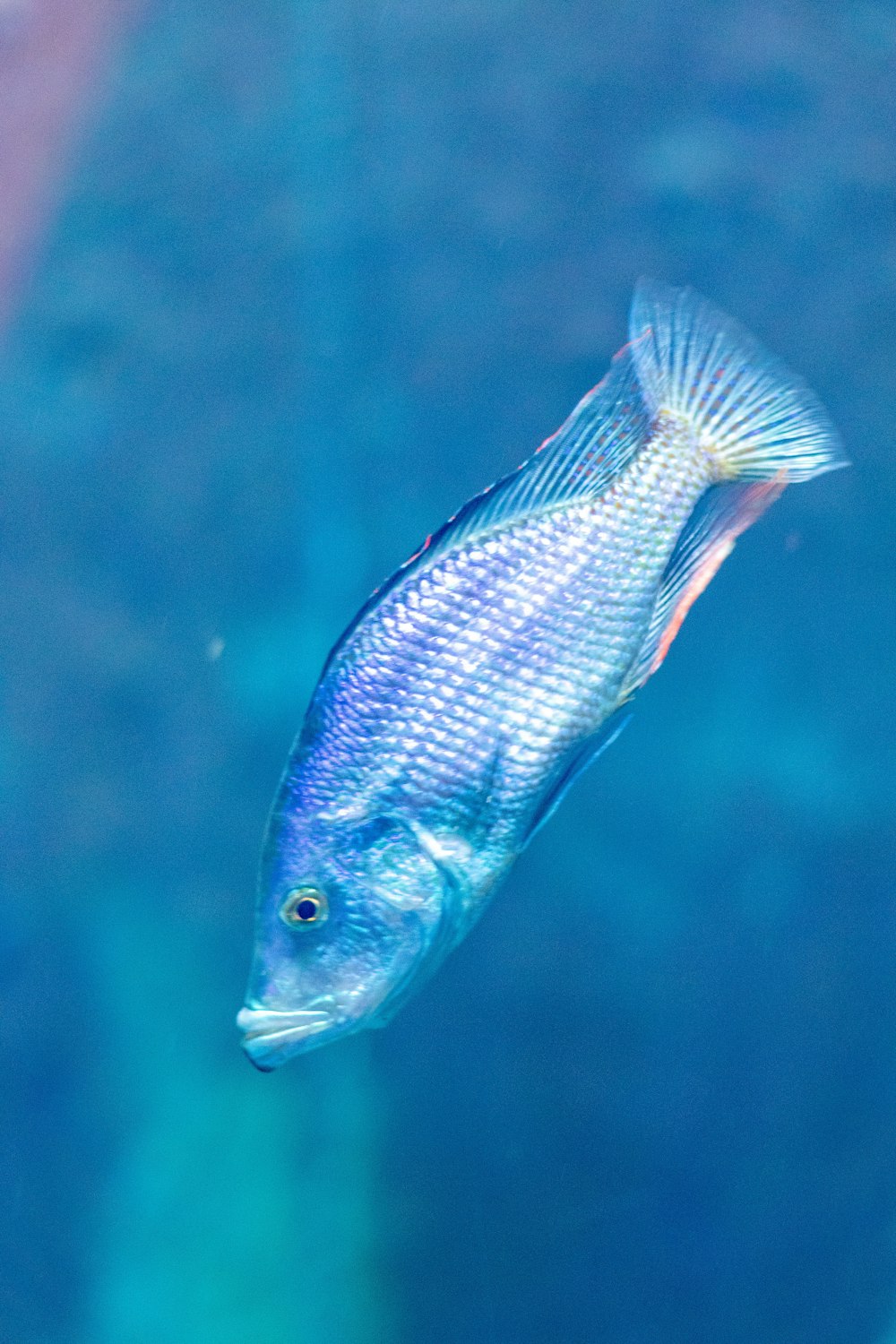 a blue fish swimming in water
