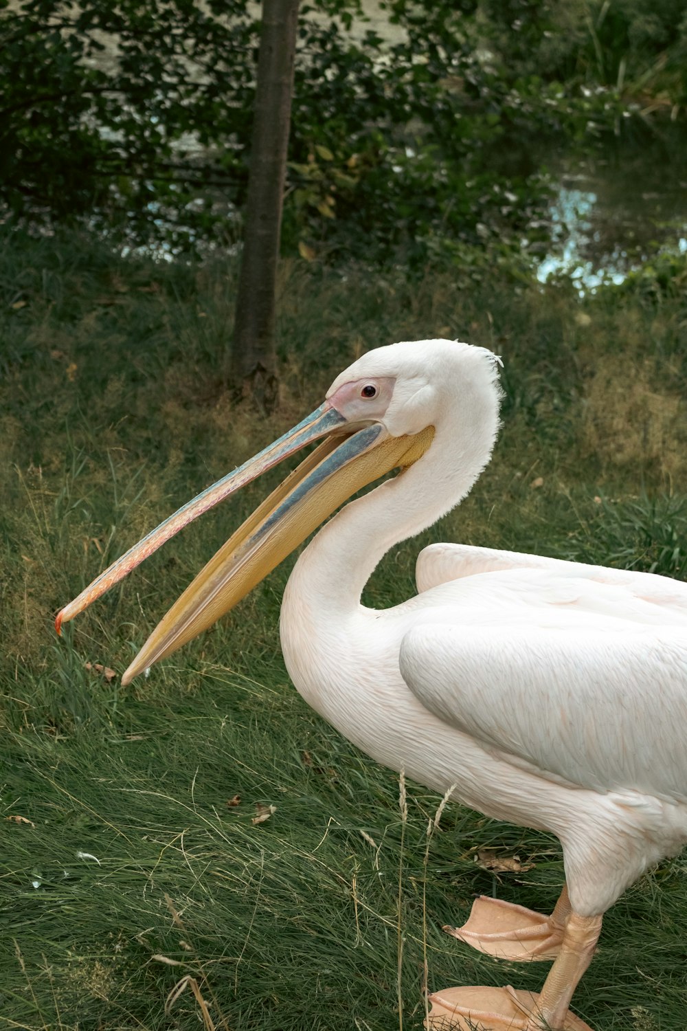 a couple of white birds