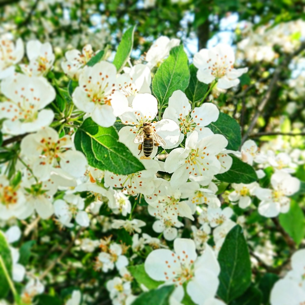 a close up of white flowers