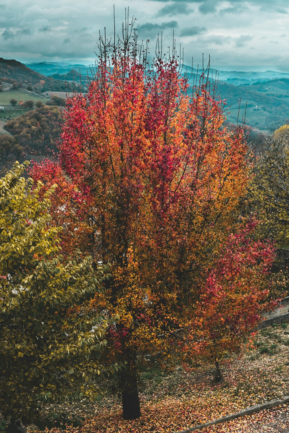 Un árbol con hojas coloridas