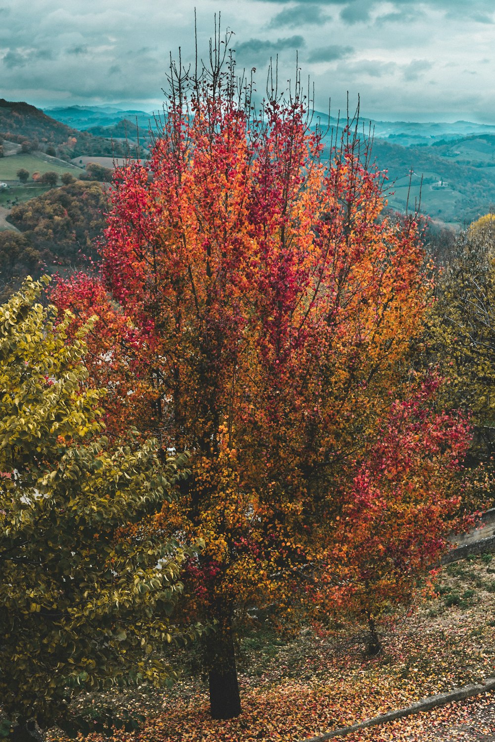 a tree with colorful leaves