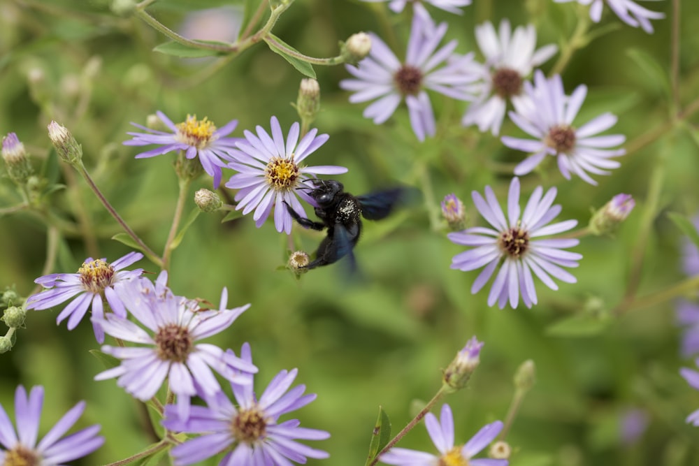 a bee on a flower