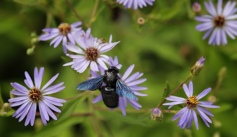 a bee on a flower