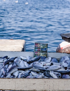 A pile of freshly caught fish is laid out on a flat surface by the water. Behind them, a small display advertises that various payment cards are accepted. The background shows a calm, blue body of water with several white birds floating in the distance.