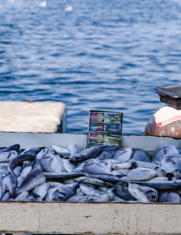 A pile of freshly caught fish is laid out on a flat surface by the water. Behind them, a small display advertises that various payment cards are accepted. The background shows a calm, blue body of water with several white birds floating in the distance.
