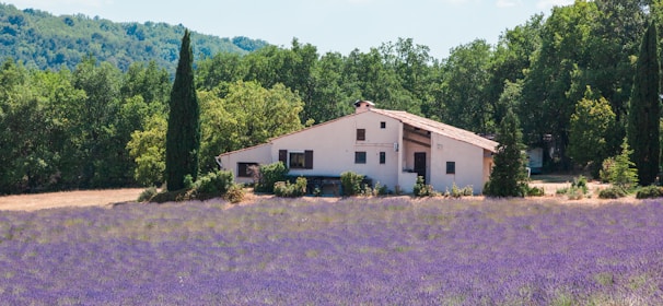 a house surrounded by purple flowers