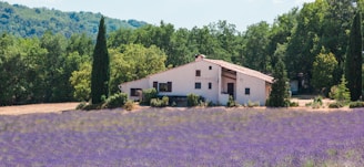 a house surrounded by purple flowers