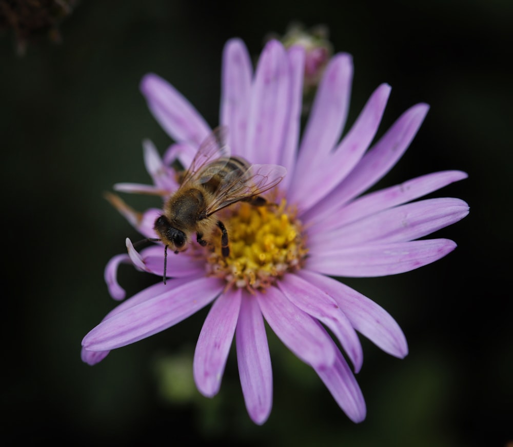 a bee on a purple flower