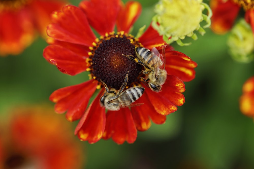 a bee on a flower