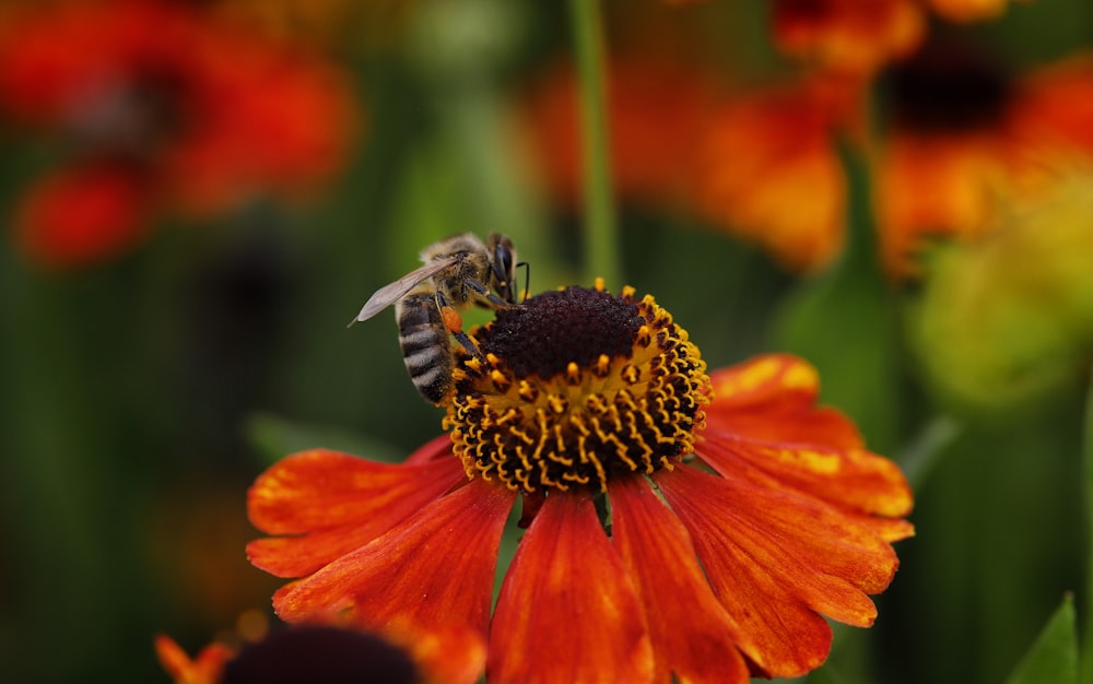 a bee on a flower