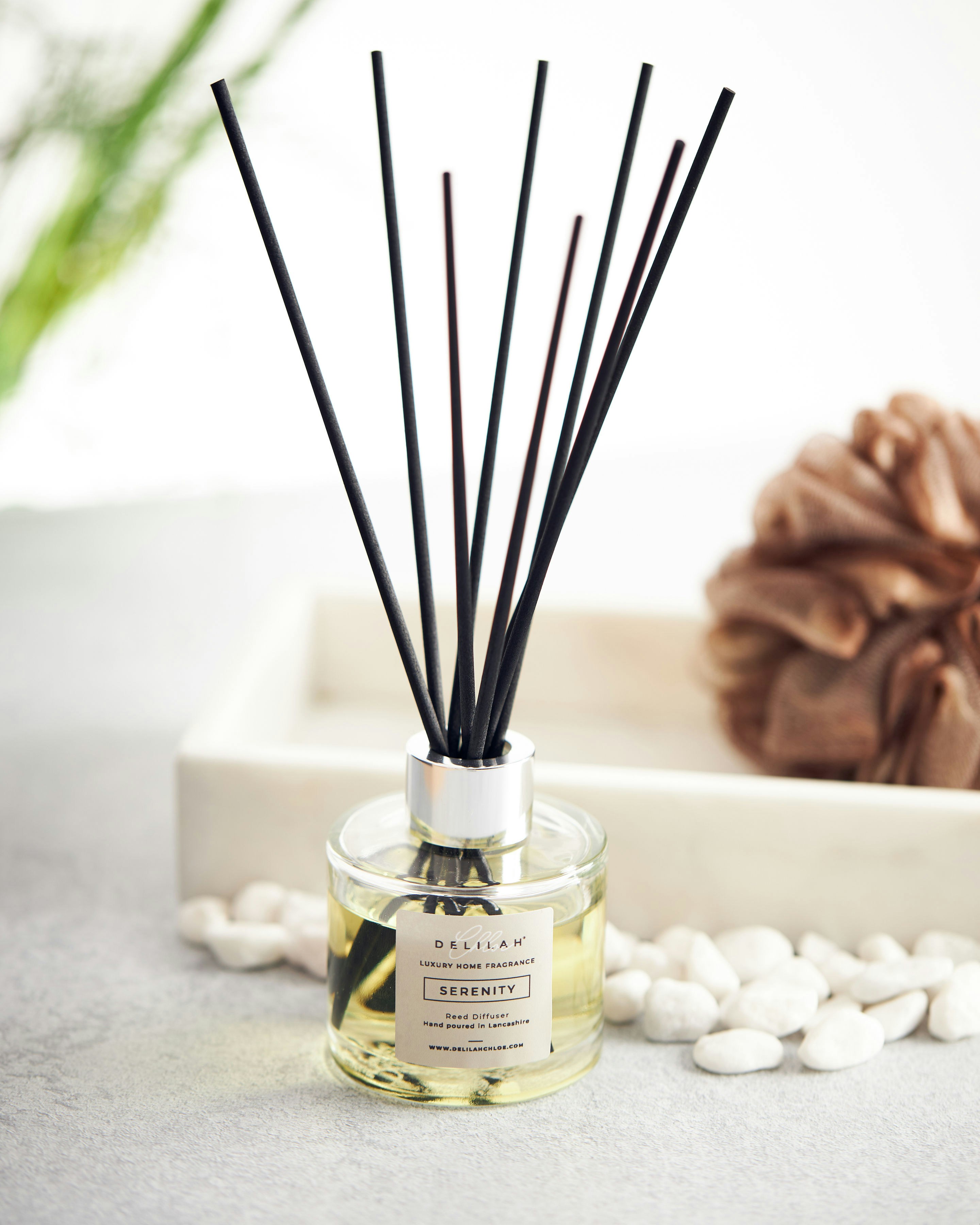 Monkey & Bear 's image