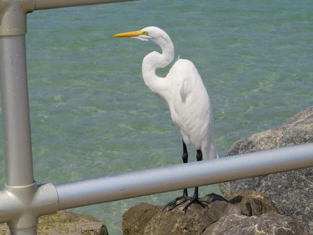 a bird standing on a rock