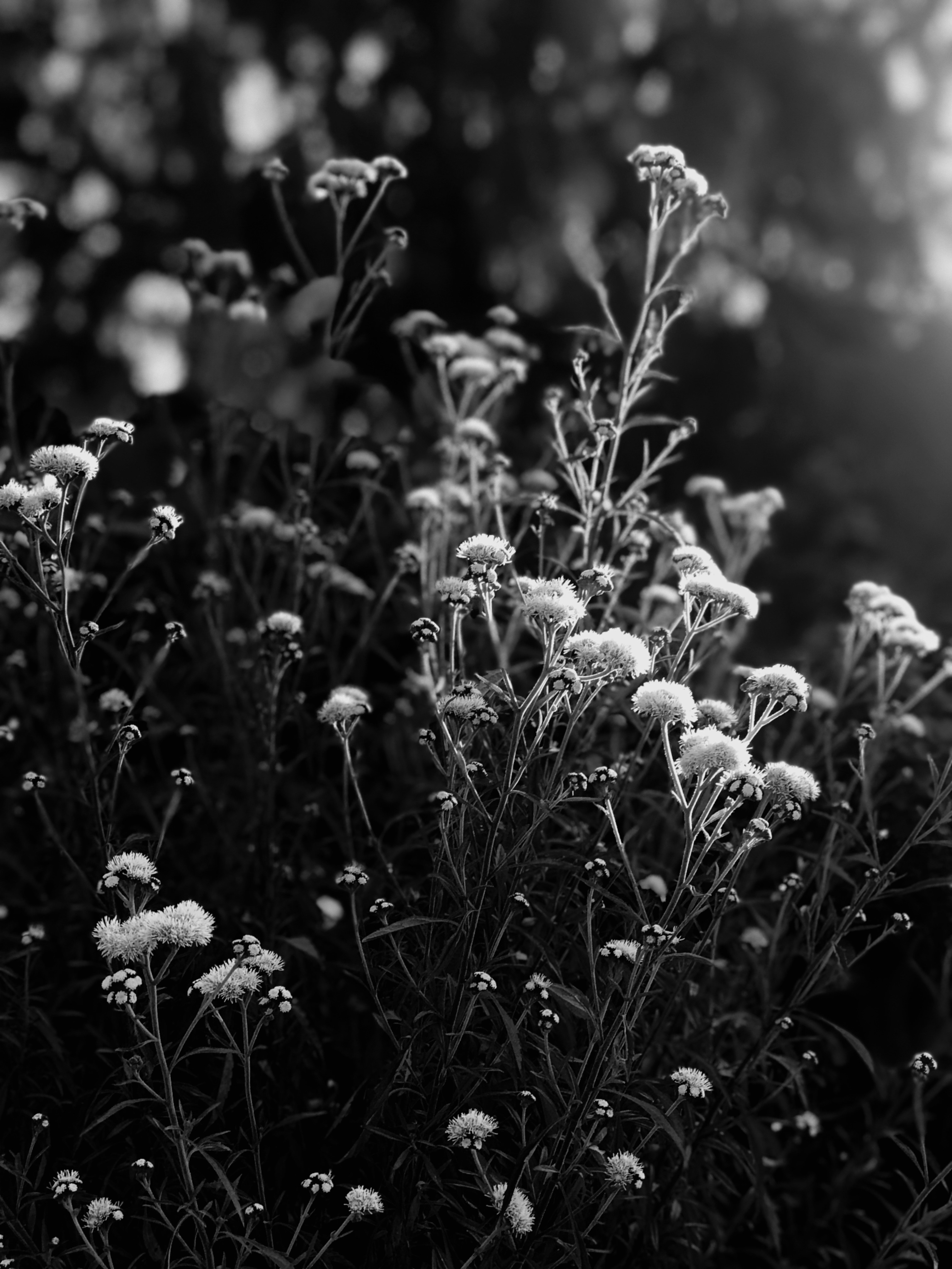 Photo by battendieriphotos