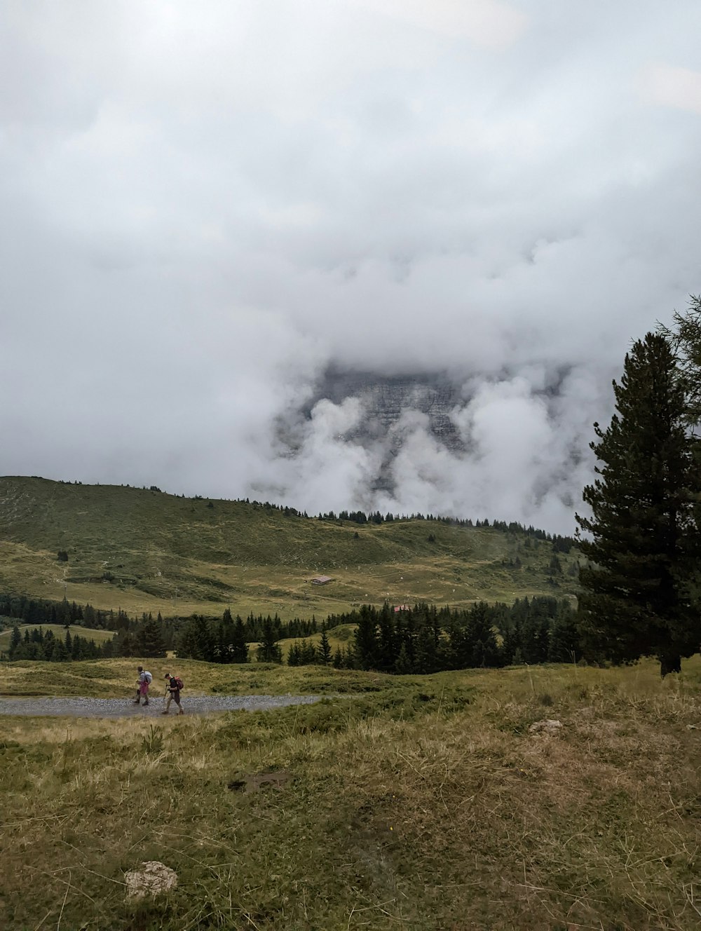 a group of people walking on a trail in a grassy field with trees and a mountain in the