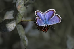 a purple flower on a plant