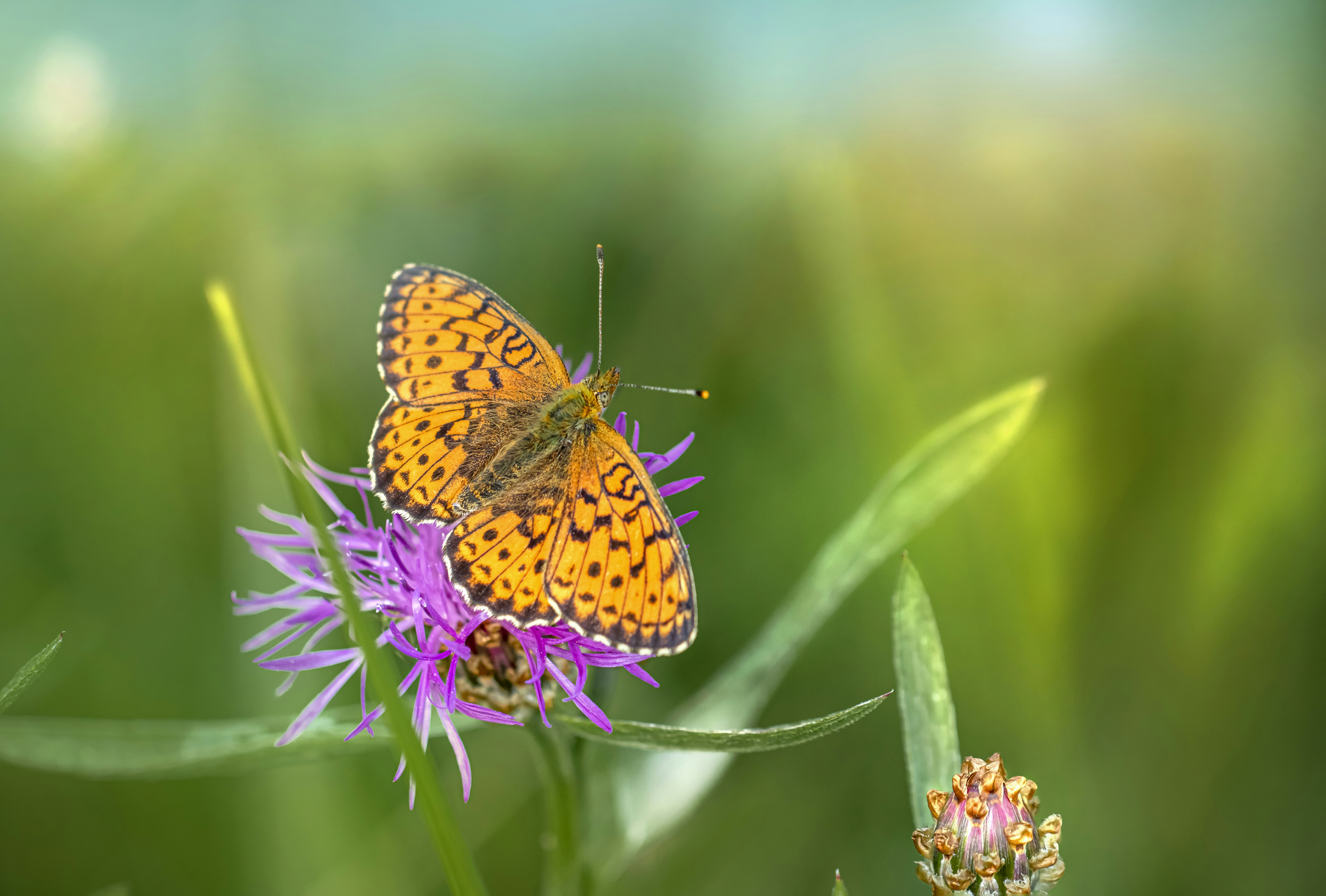 Photo by erik_karits