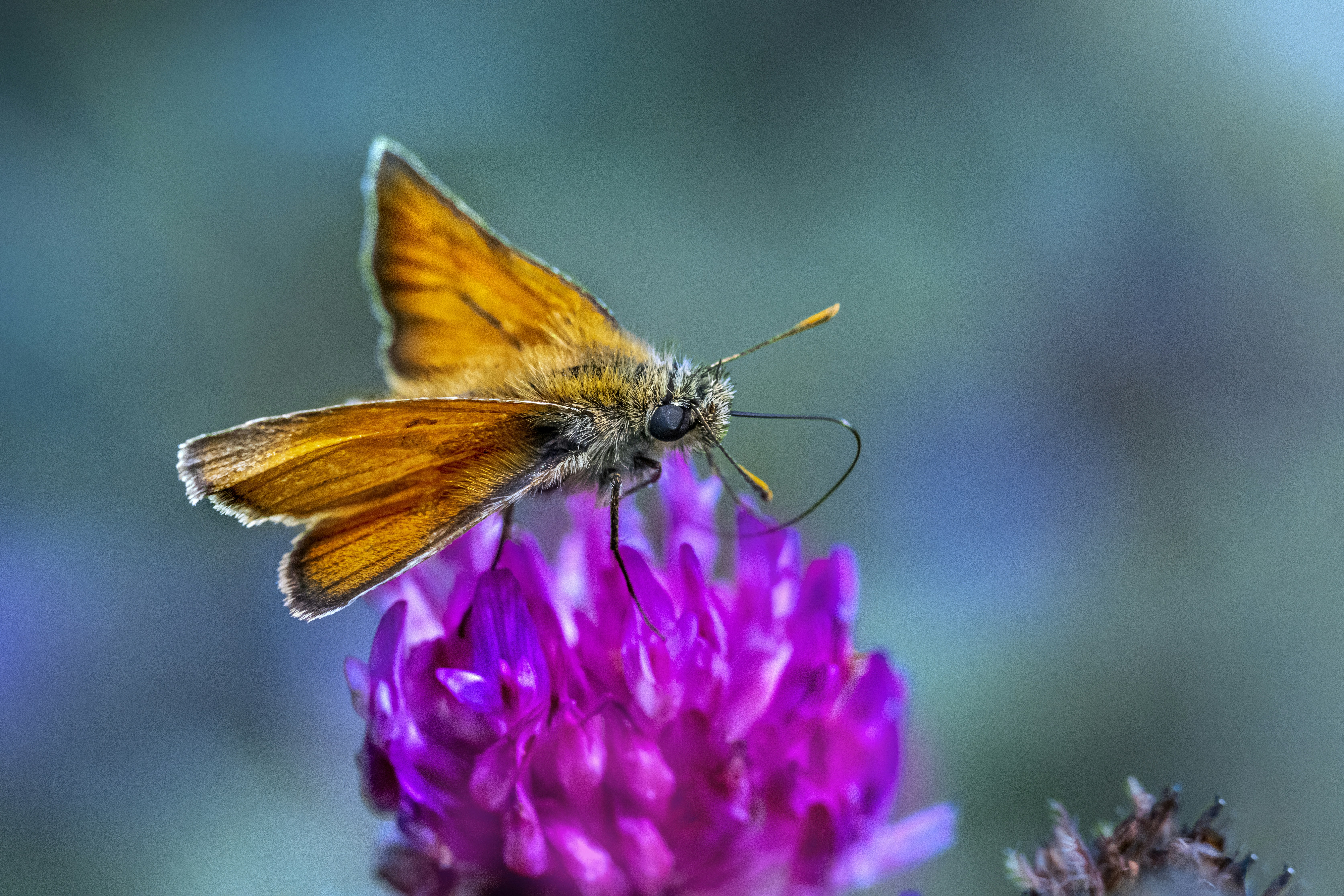 Photo by erik_karits