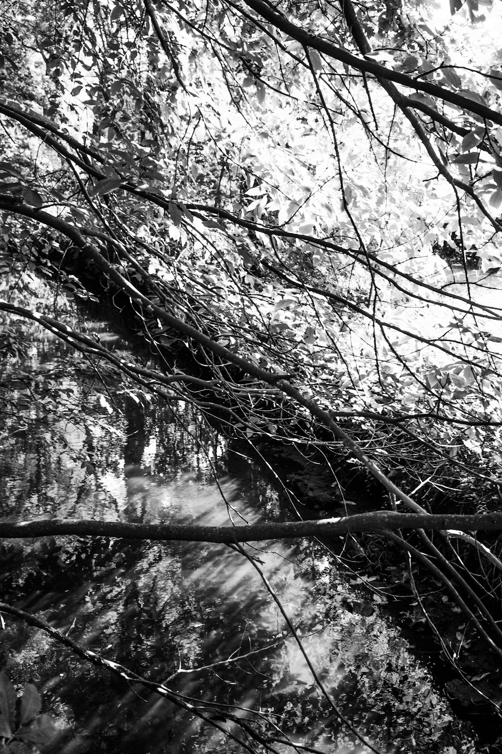 Une photo en noir et blanc d’une forêt arborée