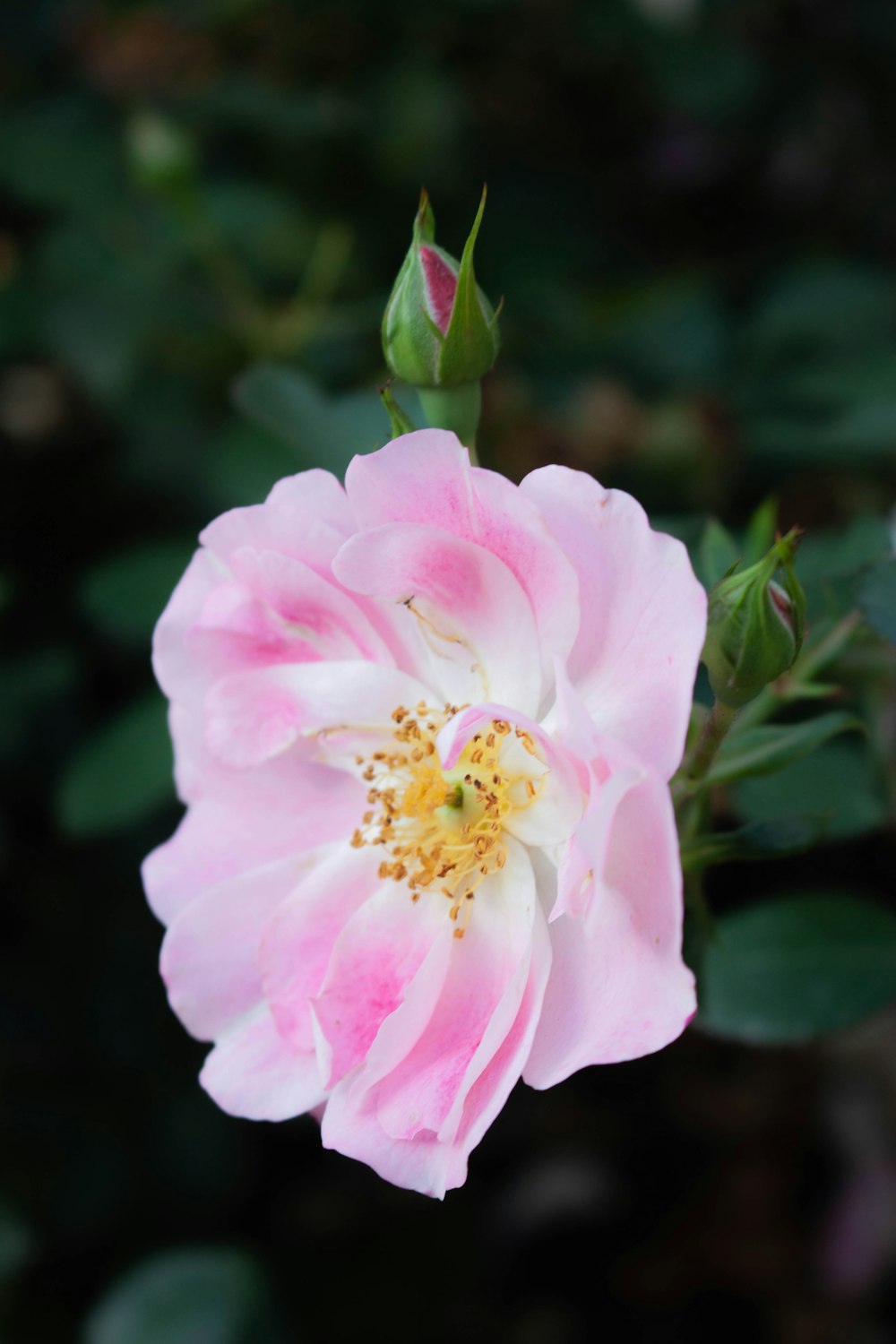 a pink flower with a green stem