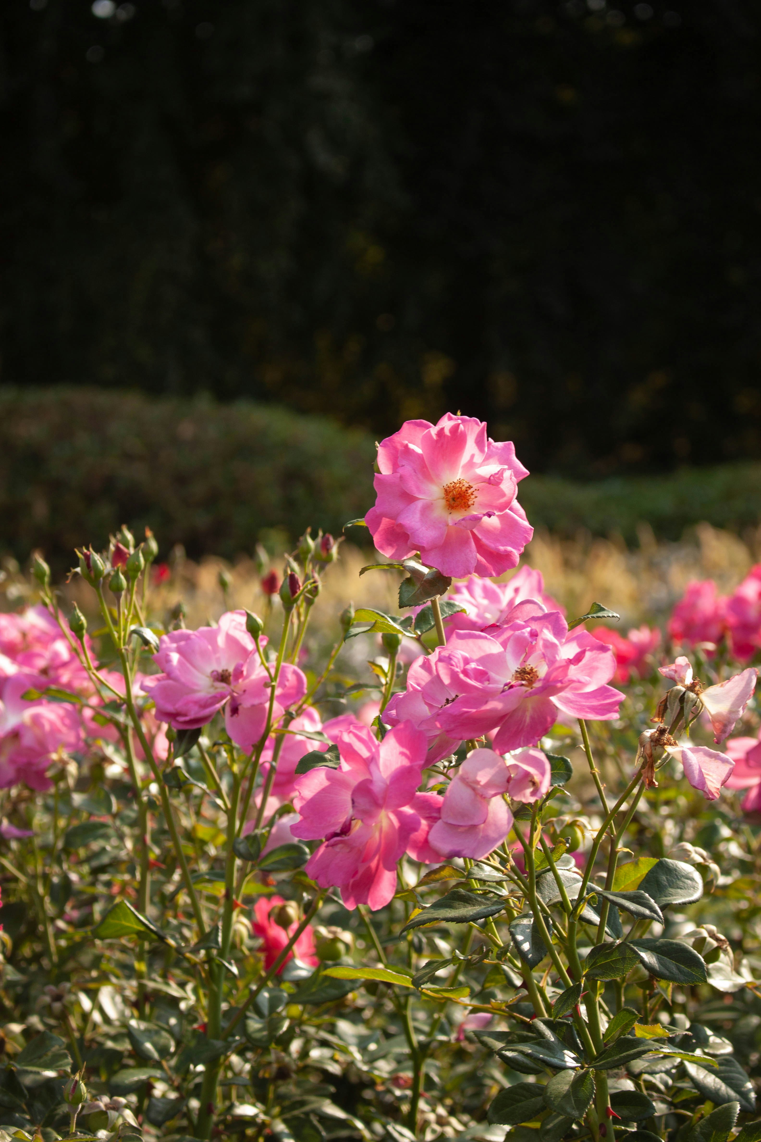 Photo by kamillaisalieva