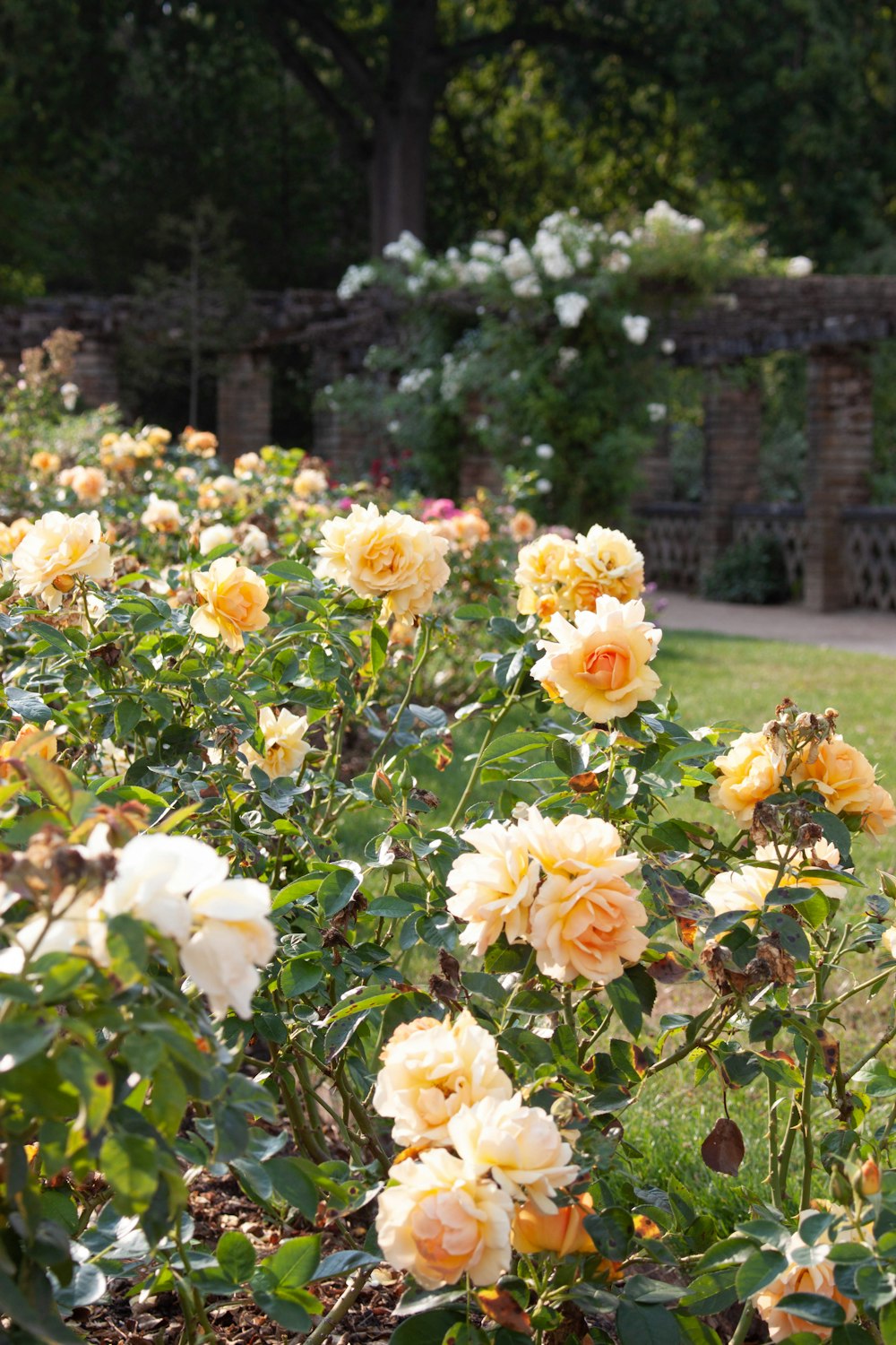 a group of flowers