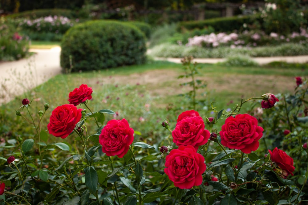 a garden with flowers