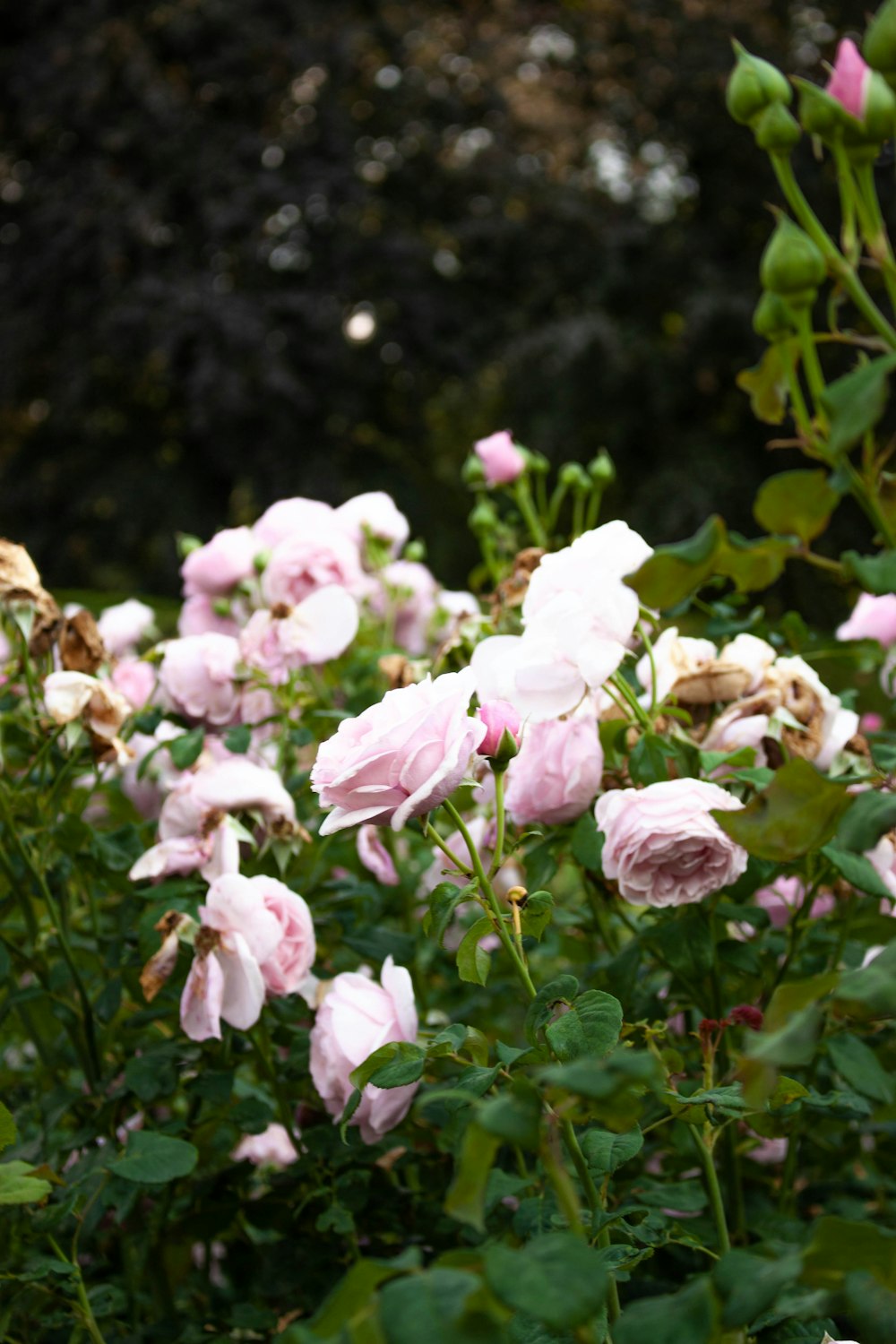 a group of flowers