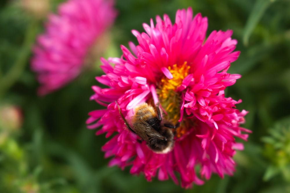 a bee on a flower