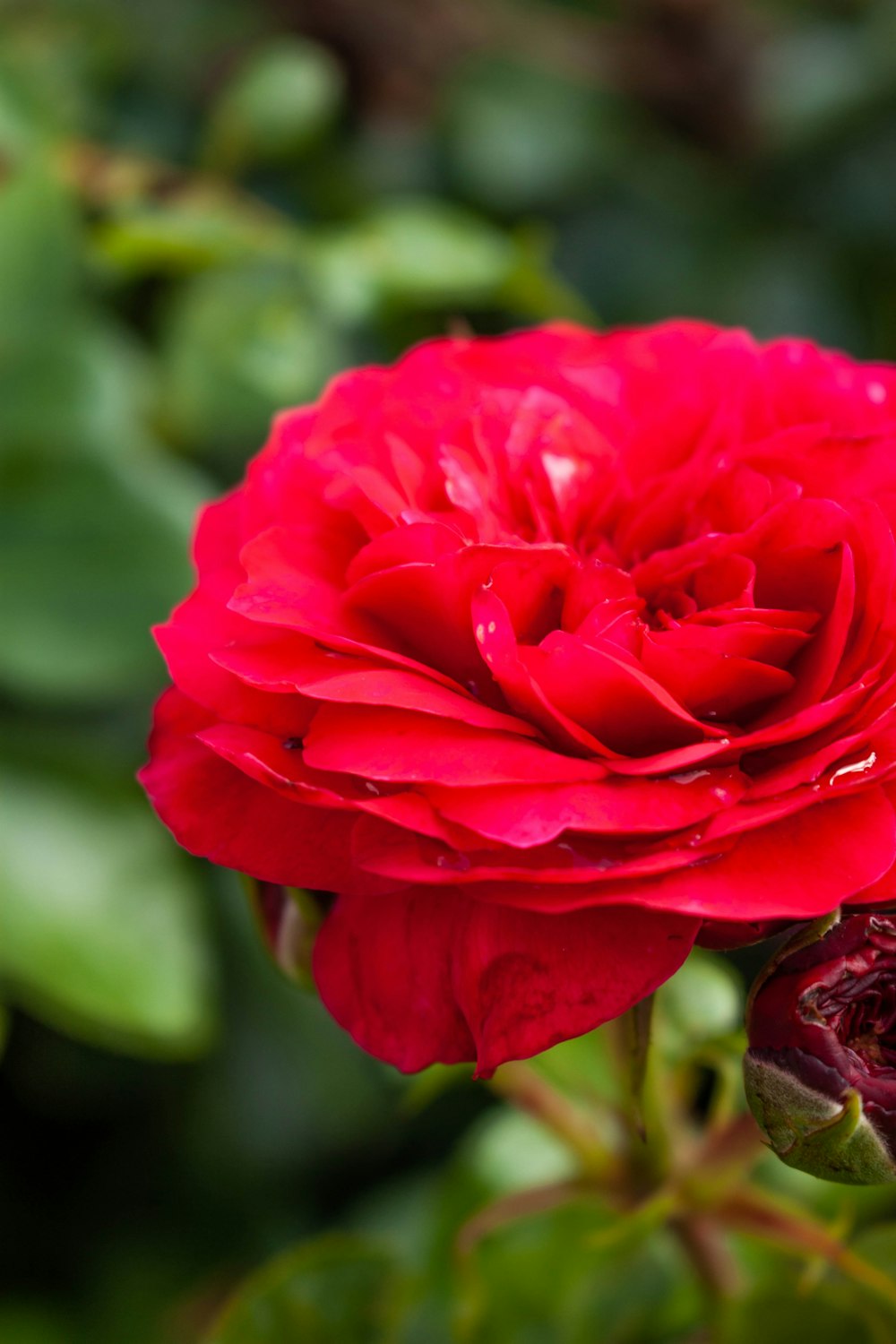 a close up of a red rose