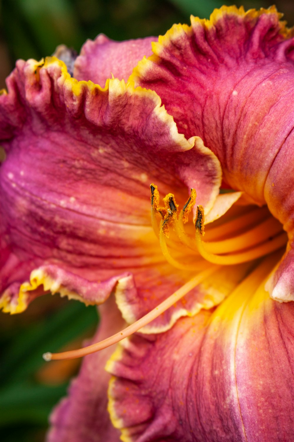 a close up of a flower