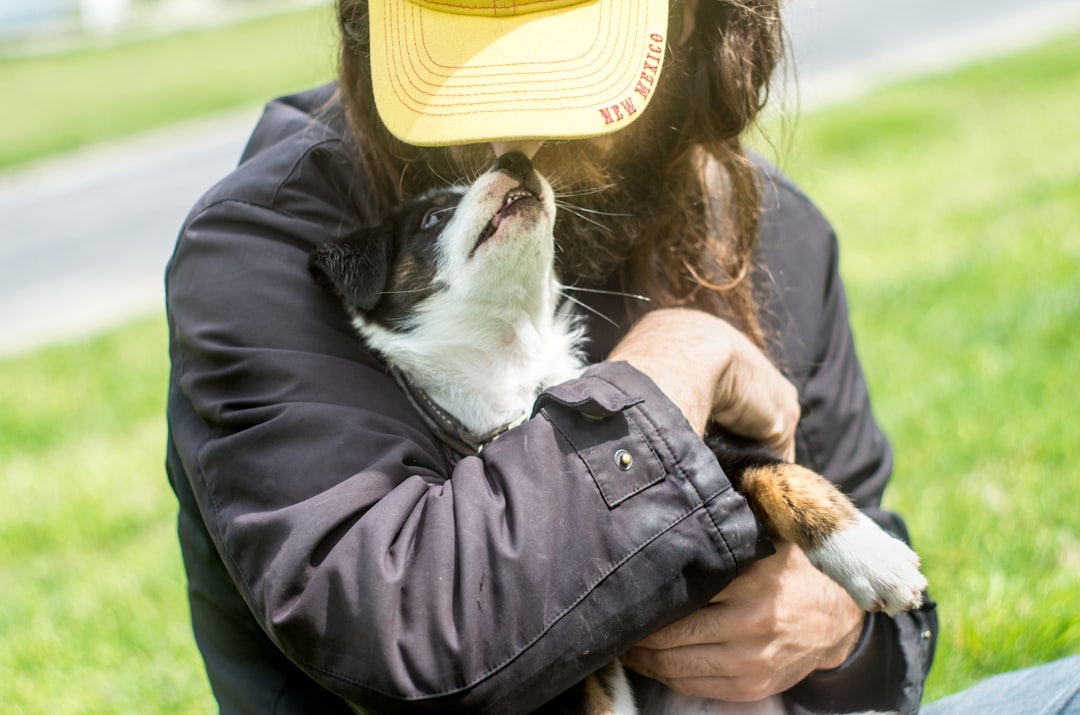a person holding a dog, holding 8-week-old stockdog ( australian shepherd x border collie x mcnab shepherd ) puppy //