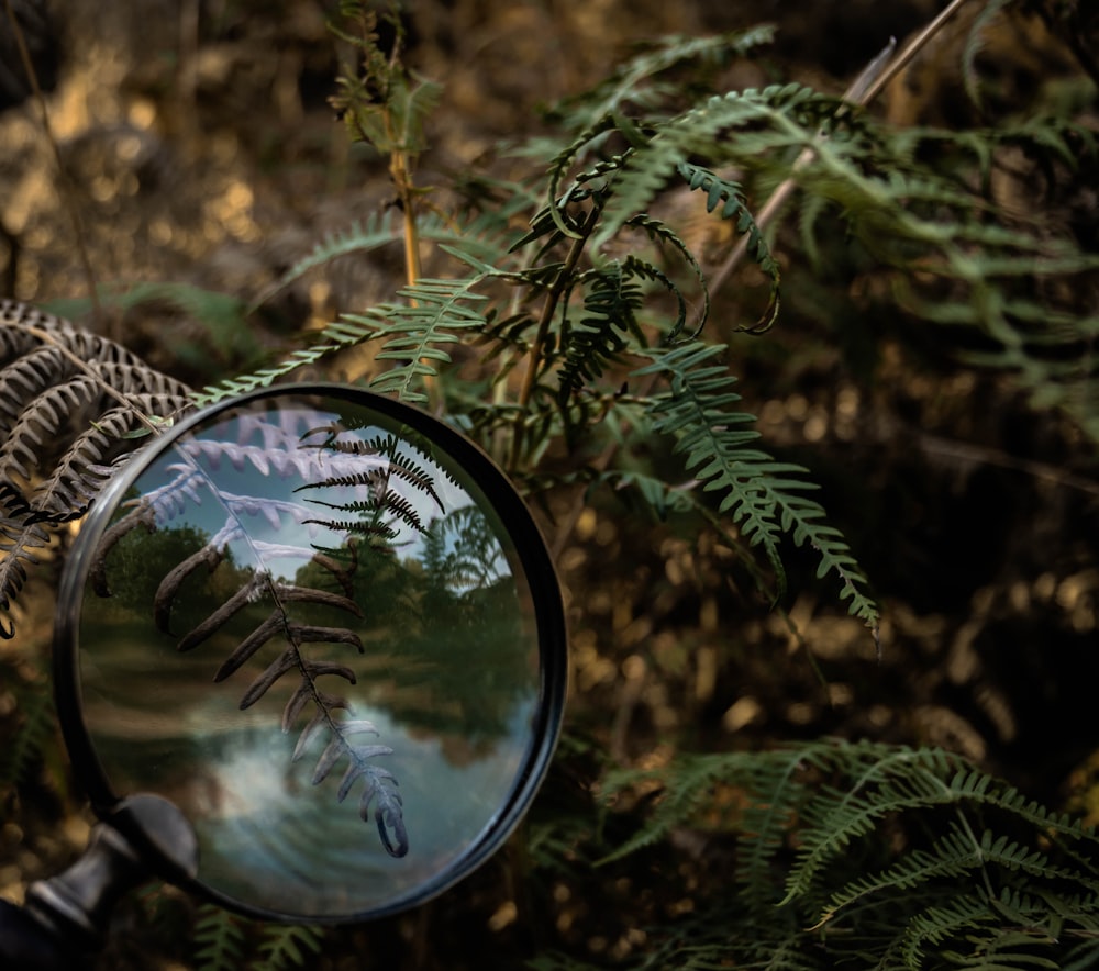 a globe on a tree branch