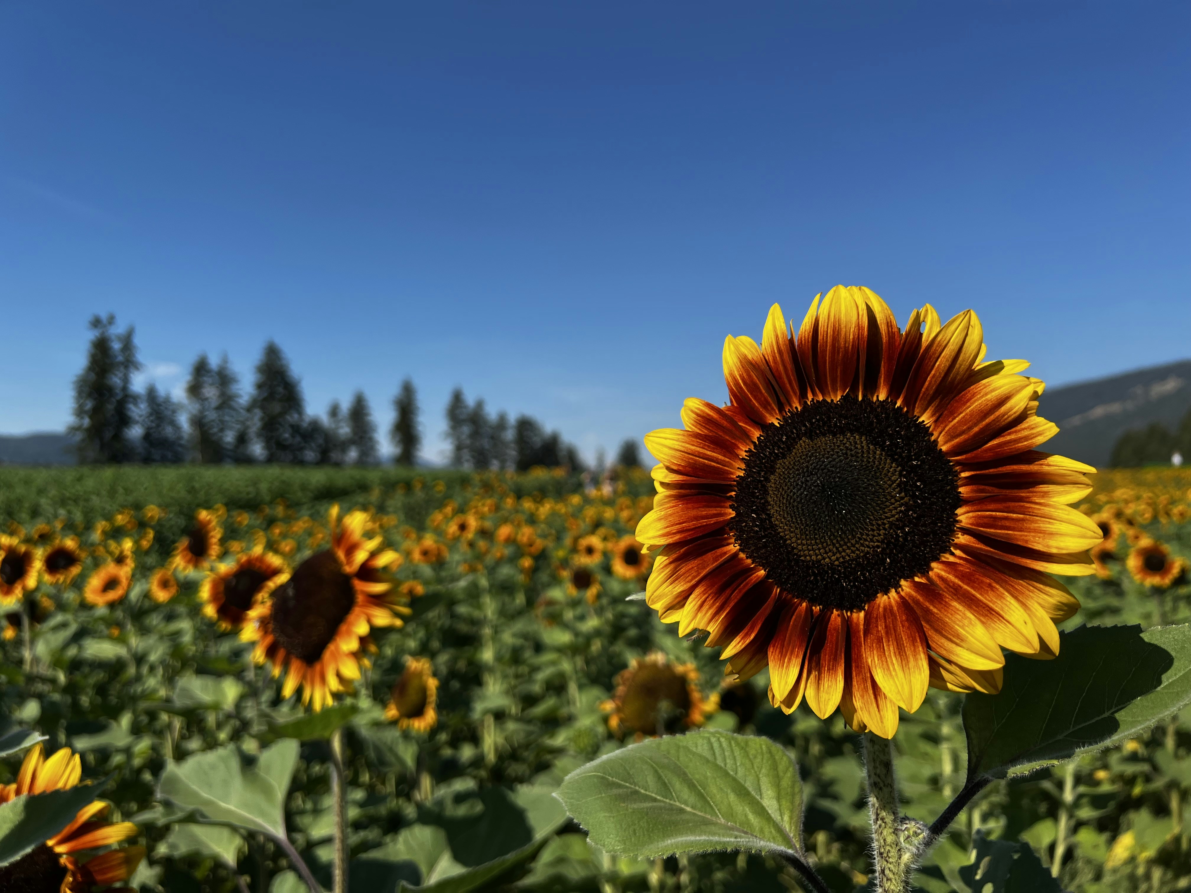 Photo by maryjaneduford