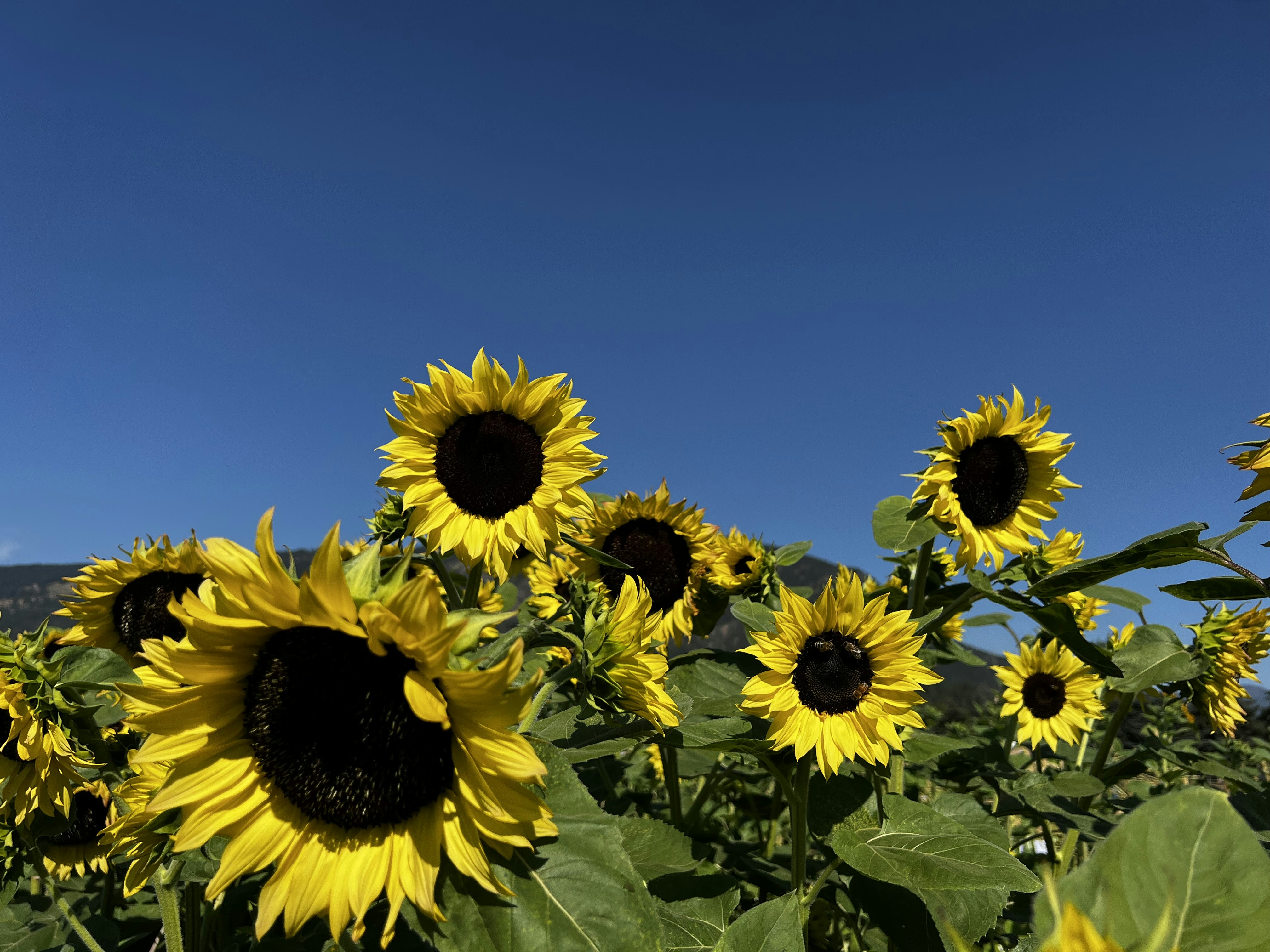 Photo by maryjaneduford