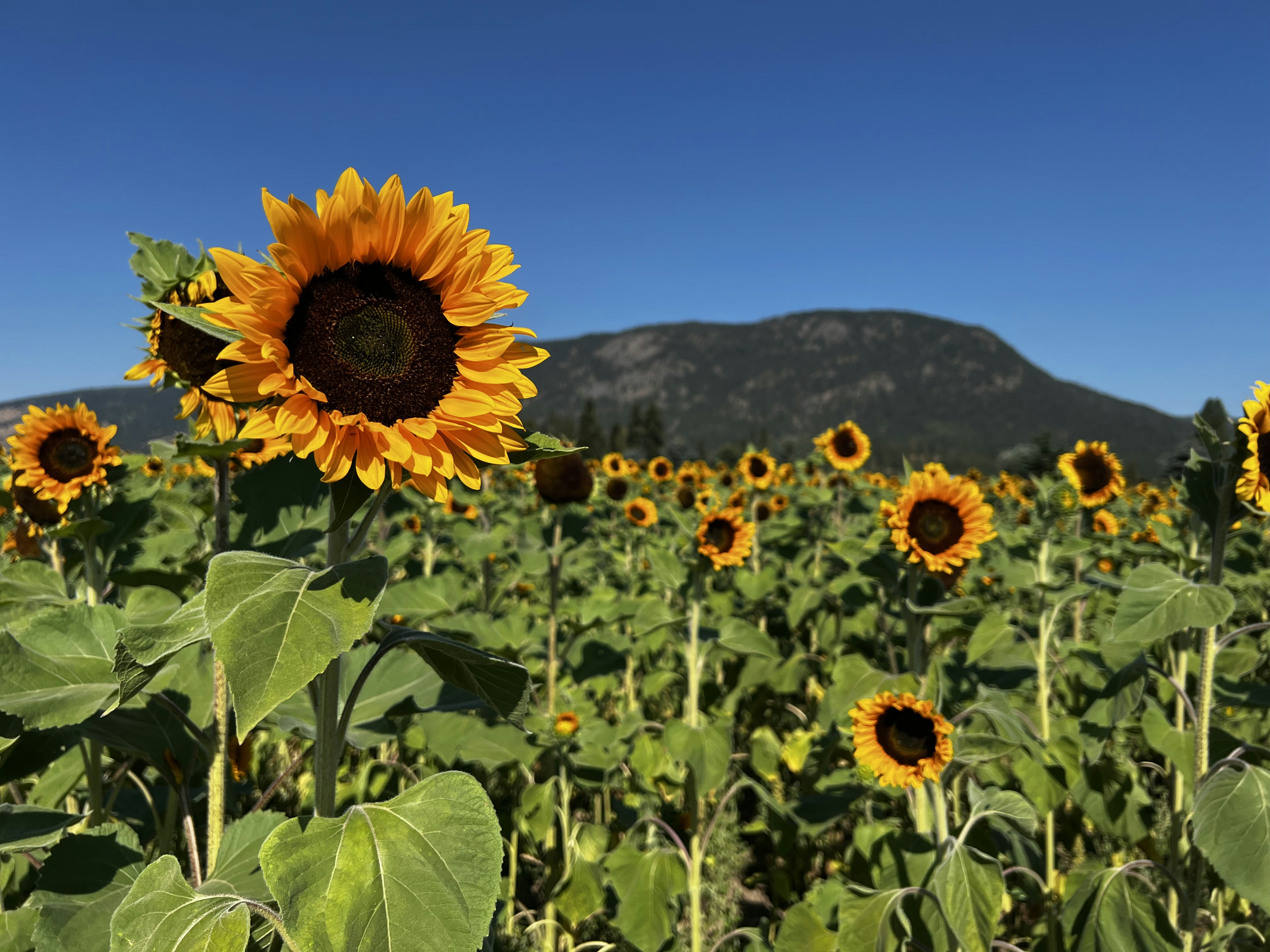 Photo by maryjaneduford