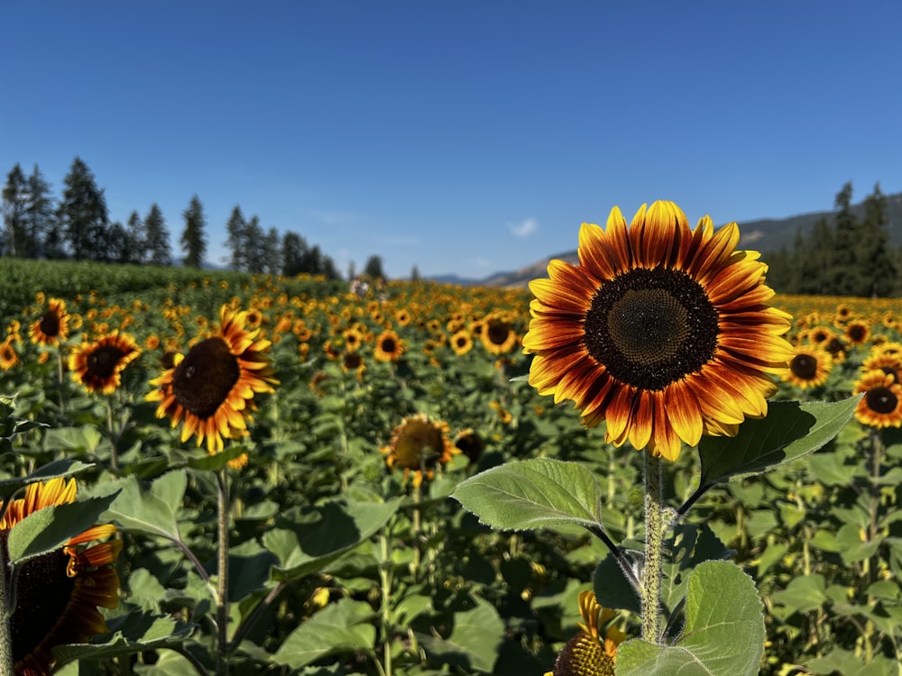 a field of sunflowers