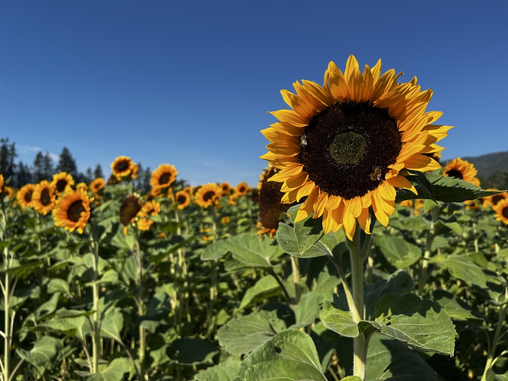 a large sunflower in a field