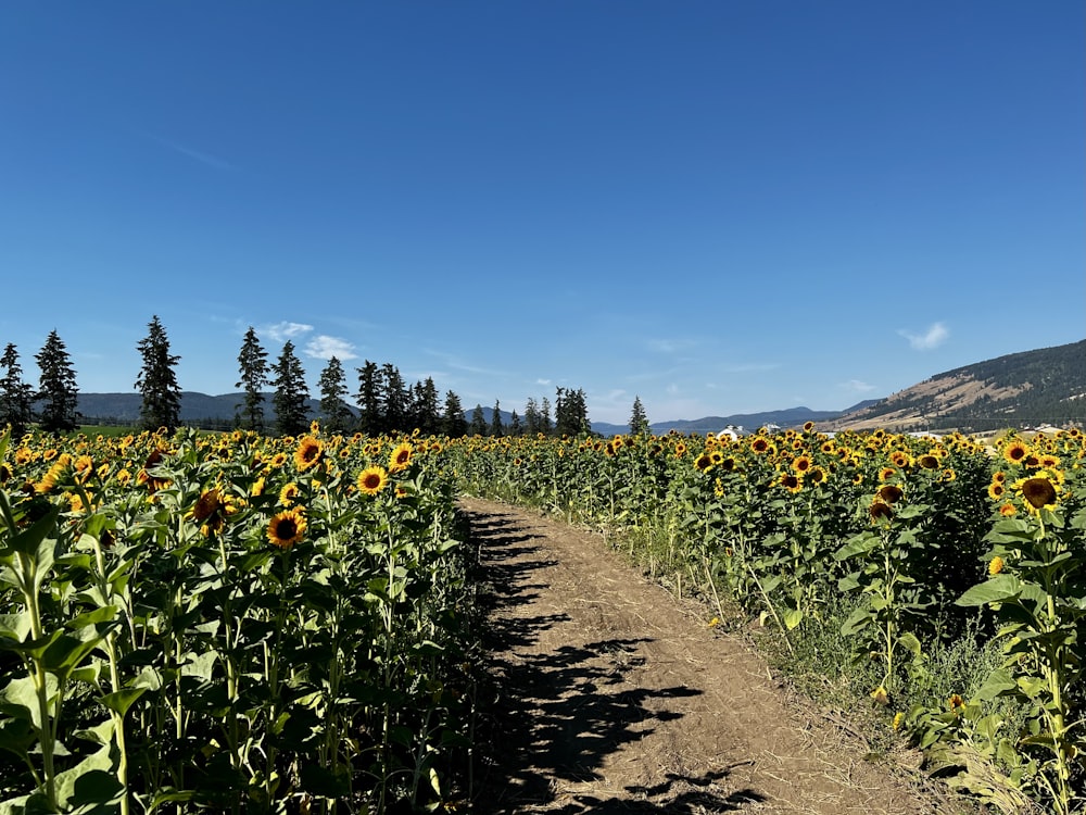 a dirt road through a field of sunflowers