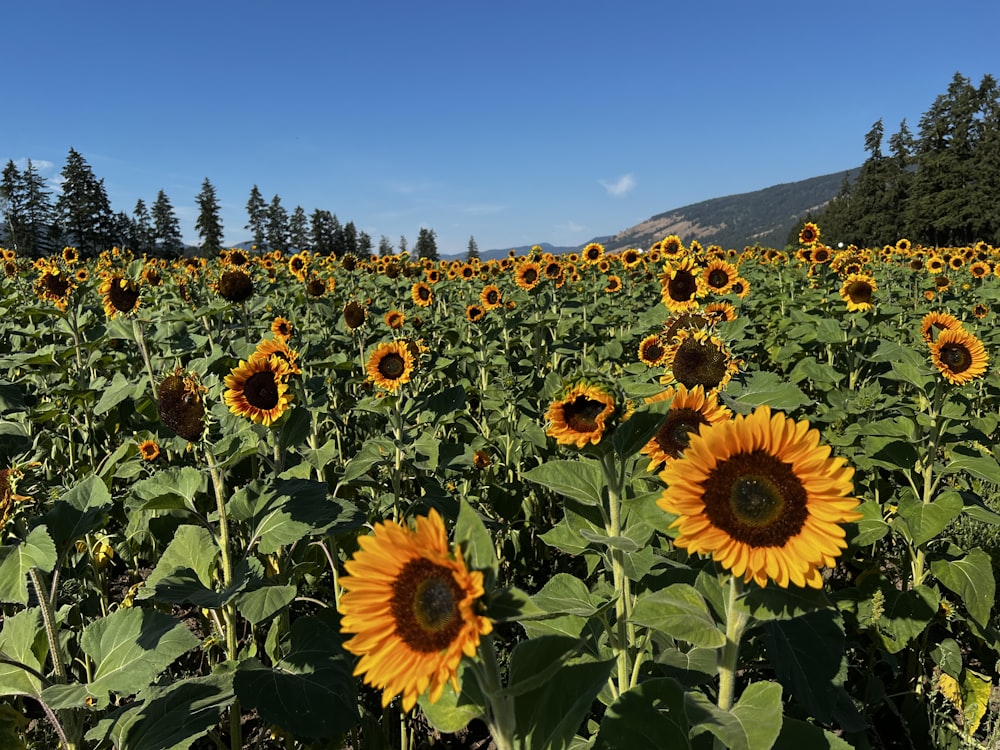 a field of sunflowers